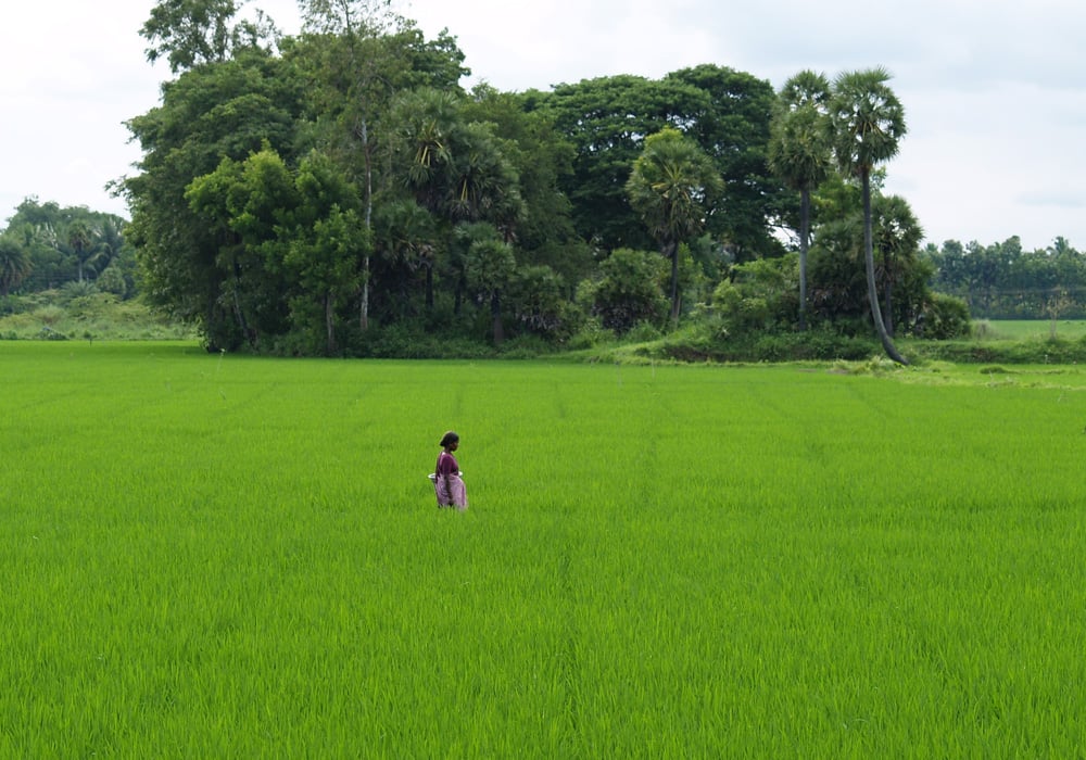 Woman walking through rice field in South India