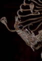 Indonesian Style Brass Hindu God Shiva as the Lord of Dance Nataraja Dancing without Arch 29"
