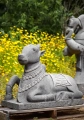 Nandi Black Granite Garden Sculpture Shiva's Sacred Bull in Resting Pose, India 29.5"